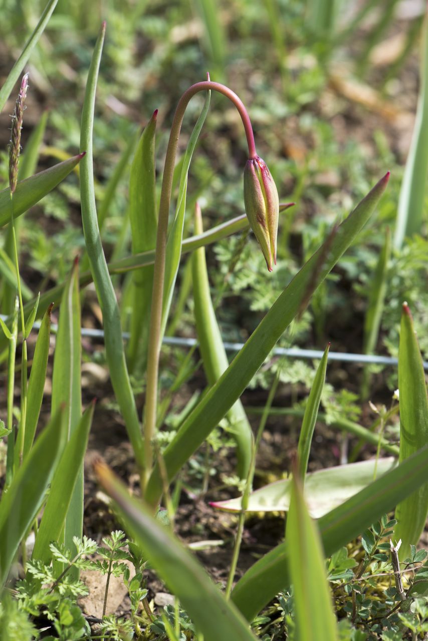 Flore Tulipe de vigne Tul_0091